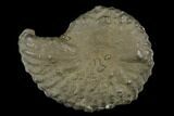 Pyrite Encrusted Ammonite Fossil - Russia #181217-1